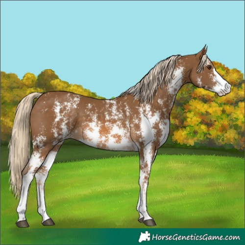 Horse Color:Chocolate Palomino Sabino
