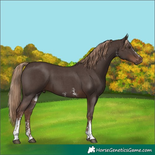 Horse Color:Liver Chestnut Sabino 