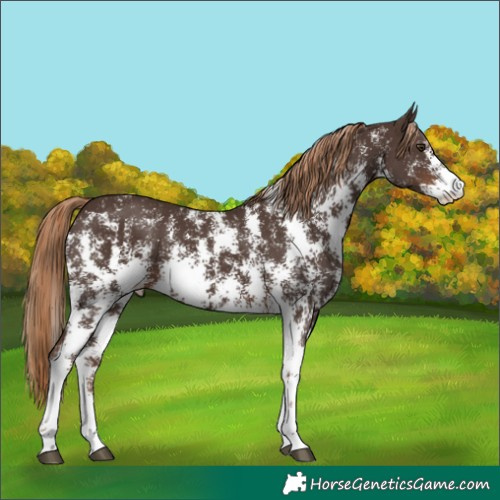 Horse Color:Liver Chestnut Sabino