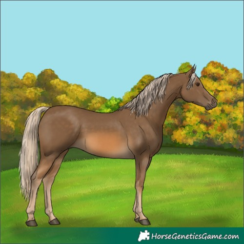 Horse Color:Chocolate Palomino 
