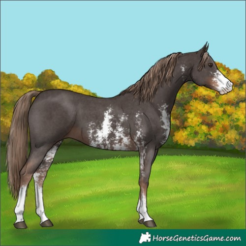 Horse Color:Liver Chestnut Sabino