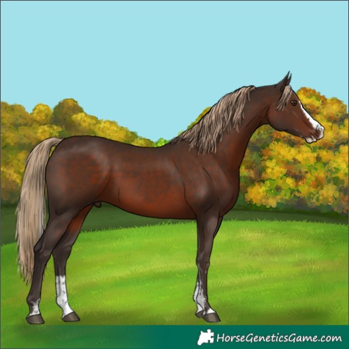 Horse Color:Liver Chestnut Sabino Splash 