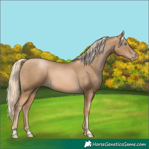 Horse Color:Chocolate Palomino Pearl