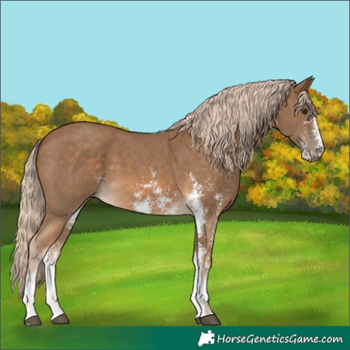 Horse Color:Chocolate Palomino Sabino 