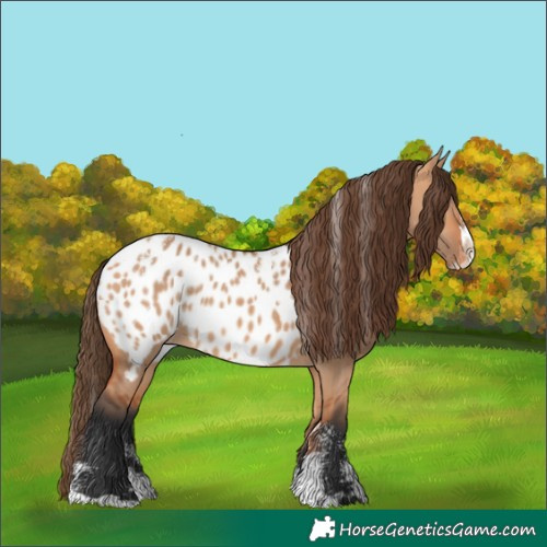 Horse Color:Powder White Bay Dun Splash Near Leopard Rabicano 