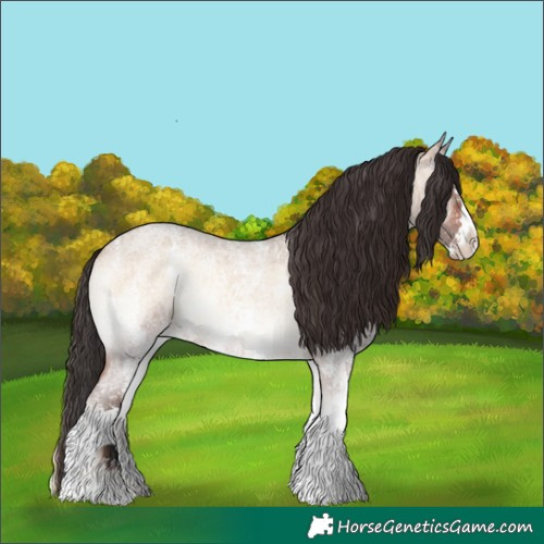 Horse Color:Bay Roan Onyx Sabino