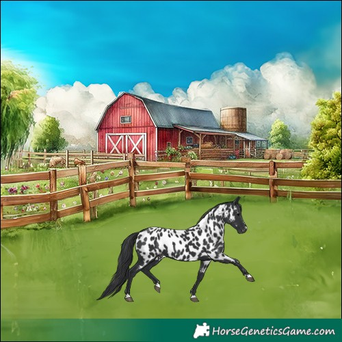 Horse Color:Black Appaloosa 