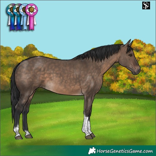 Horse Color:Brown Dun Tobiano