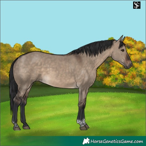 Horse Color:Brown Dun Tobiano
