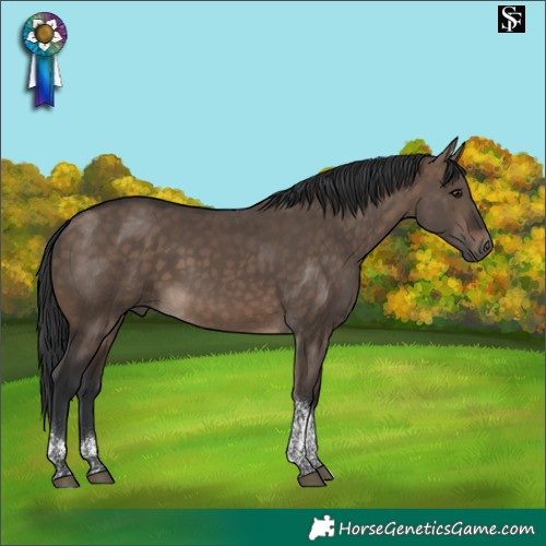 Horse Color:Brown Dun Tobiano