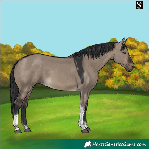 Horse Color:Brown Dun Tobiano