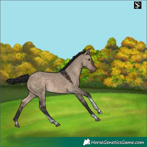 Horse Color:Brown Dun Tobiano 