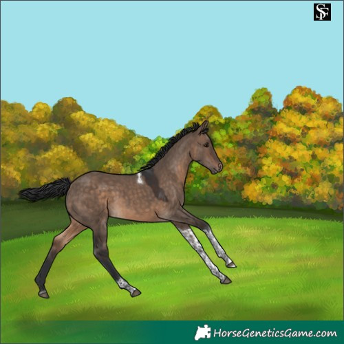 Horse Color:Brown Dun Tobiano 