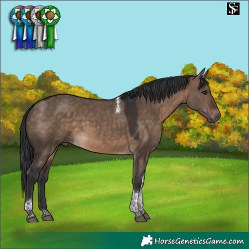 Horse Color:Brown Dun Tobiano