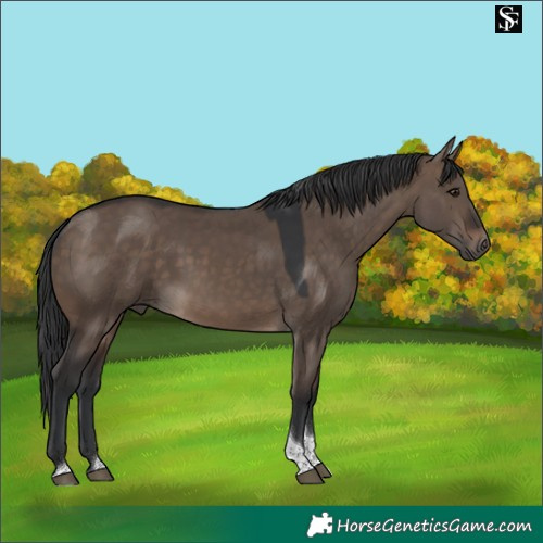 Horse Color:Brown Dun Tobiano 