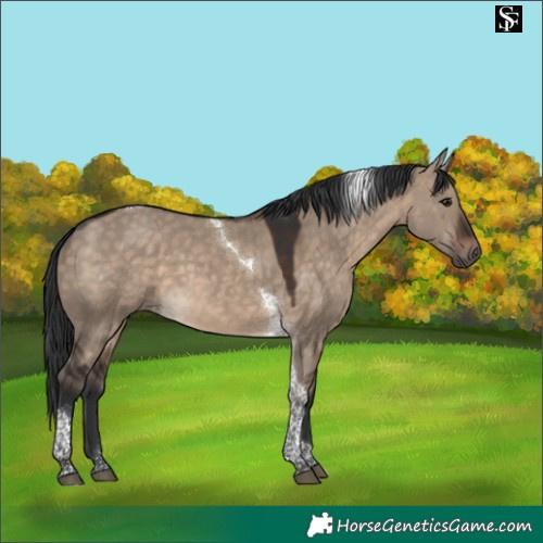 Horse Color:Brown Dun Tobiano 