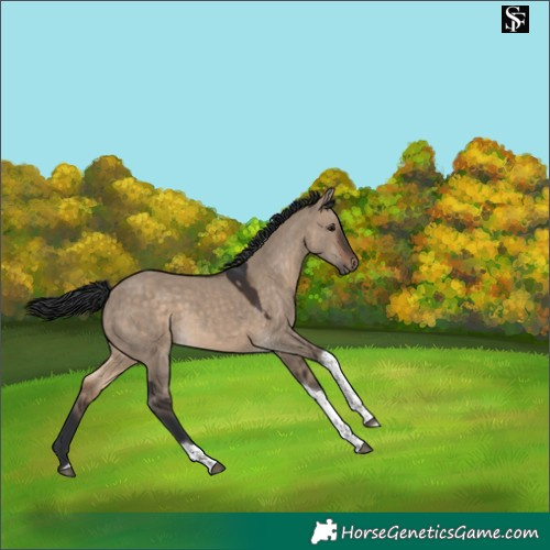 Horse Color:Brown Dun Tobiano 