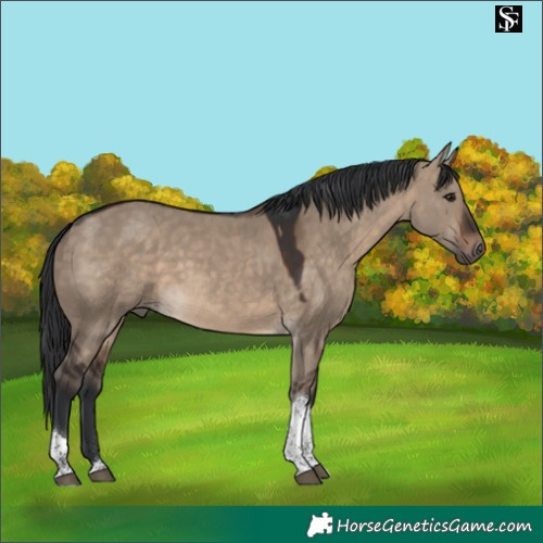 Horse Color:Brown Dun Tobiano