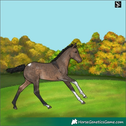 Horse Color:Brown Dun Tobiano 