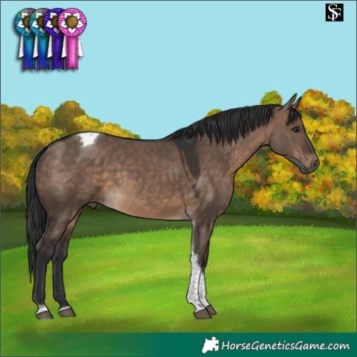 Horse Color:Brown Dun Tobiano 