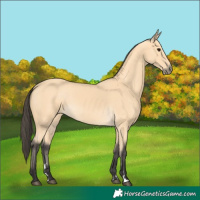 Horse Color:Buckskin 
