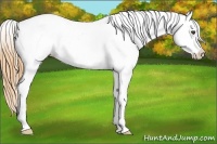 Horse Color:White Spotted Buckskin Dun Appaloosa 