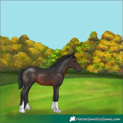 Horse Color:Brown 