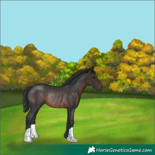 Horse Color:Brown Rabicano 