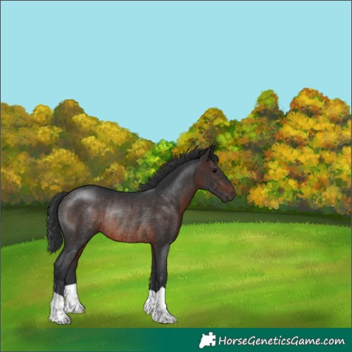 Horse Color:Brown Rabicano 