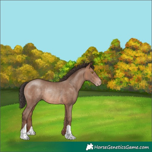 Horse Color:Sable Champagne Rabicano 