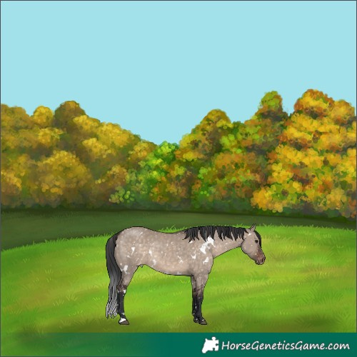 Horse Color:White Spotted Brown Dun Appaloosa 