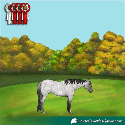Horse Color:White Spotted Grullo Roan Appaloosa