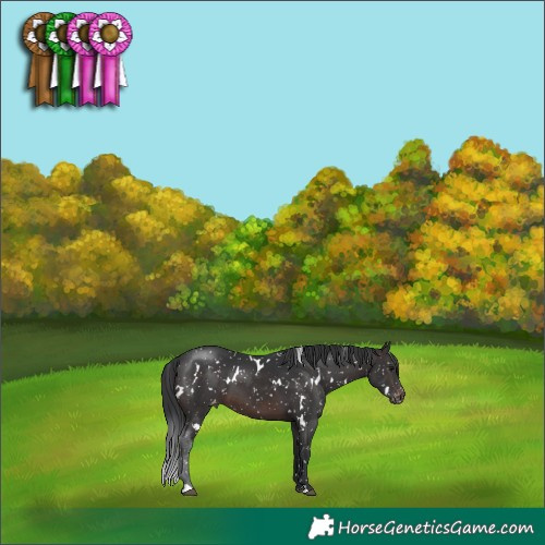 Horse Color:White Spotted Brown Appaloosa