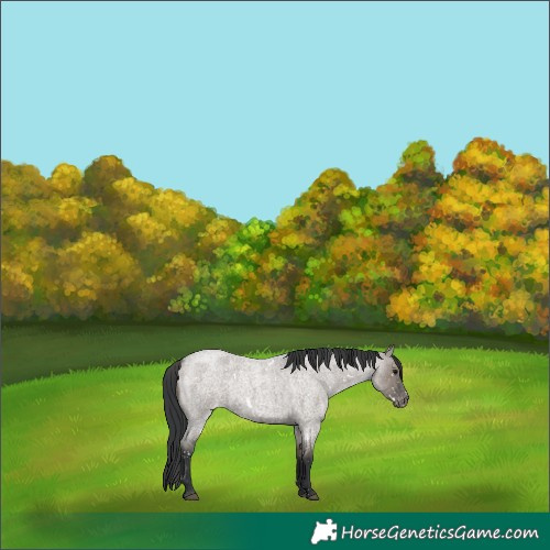 Horse Color:White Spotted Grullo Roan Appaloosa