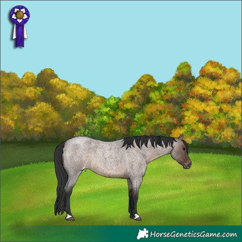 Horse Color:Brown Roan Dun Appaloosa 