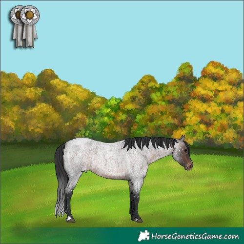 Horse Color:Brown Roan Appaloosa 