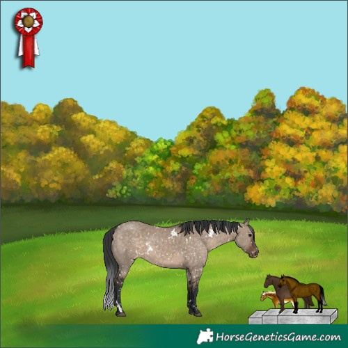Horse Color:White Spotted Brown Dun Appaloosa 