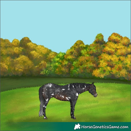 Horse Color:White Spotted Brown Appaloosa