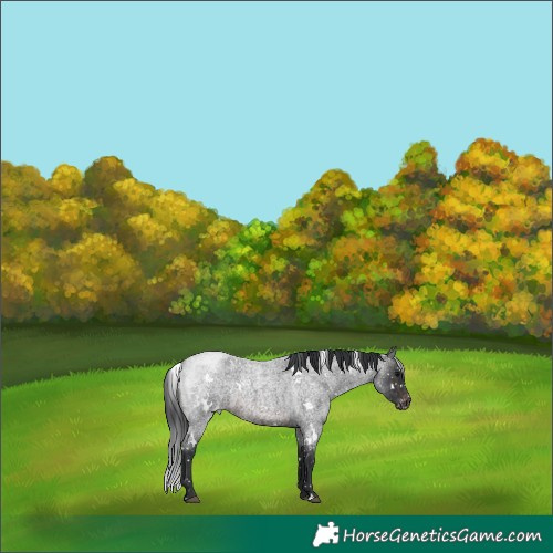 Horse Color:White Spotted Brown Roan Appaloosa 