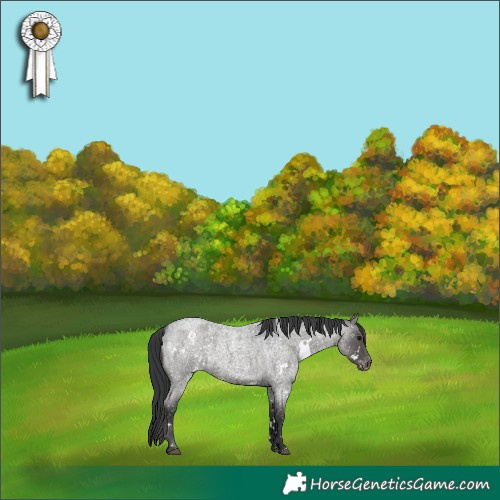 Horse Color:White Spotted Blue Roan Appaloosa 