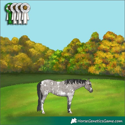 Horse Color:White Spotted Grullo Roan Appaloosa 
