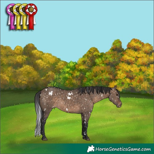 Horse Color:White Spotted Brown Dun Appaloosa 