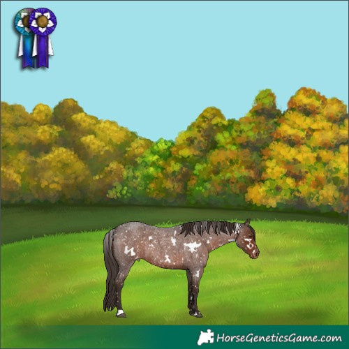 Horse Color:White Spotted Liver Red Roan Appaloosa