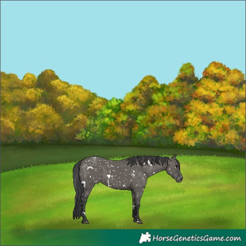 Horse Color:White Spotted Grullo Appaloosa 