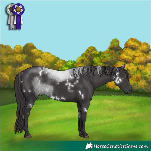 Horse Color:White Spotted Smoky Black Rabicano 