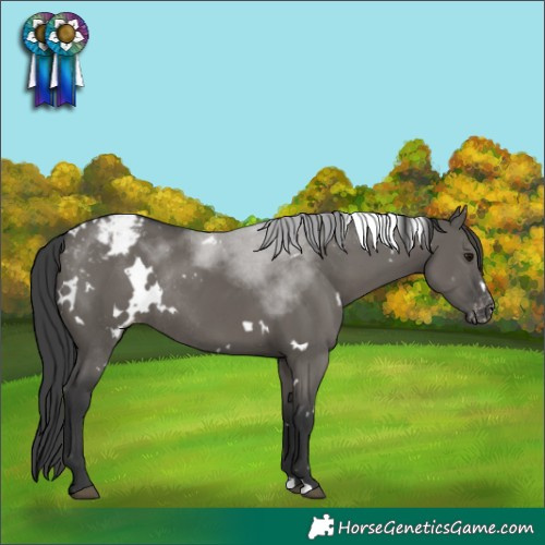 Horse Color:White Spotted Grullo Appaloosa Rabicano 