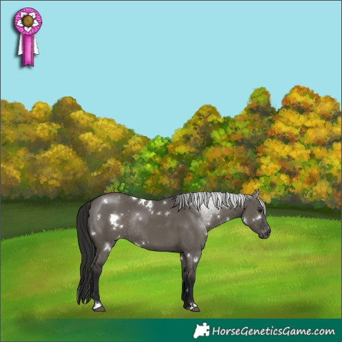 Horse Color:Gray White Spotted Smoky Grullo Appaloosa Rabicano 
