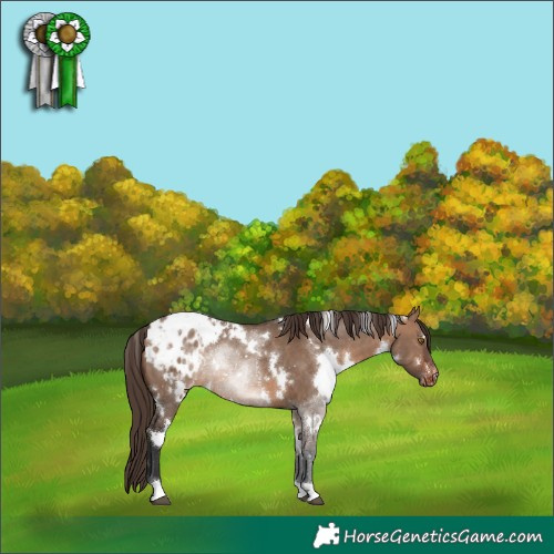 Horse Color:White Spotted Brown Dun Appaloosa Rabicano 