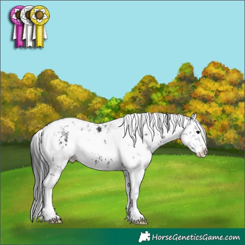 Horse Color:White Spotted Black Sabino Splash Appaloosa
