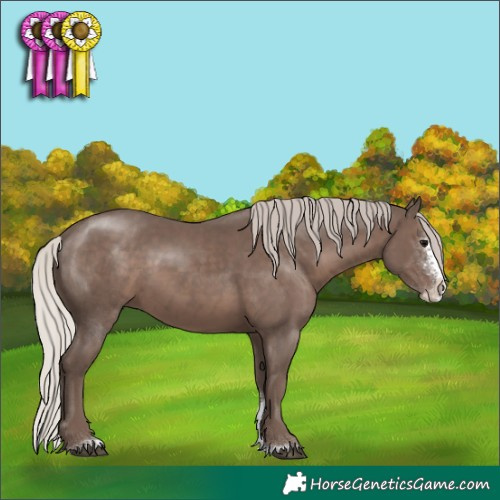 Horse Color:Silver Black Sabino Splash